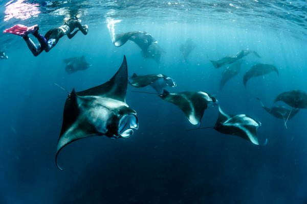 Quels sont les meilleurs spots pour faire de la plongée avec les raies mantas aux Maldives ?